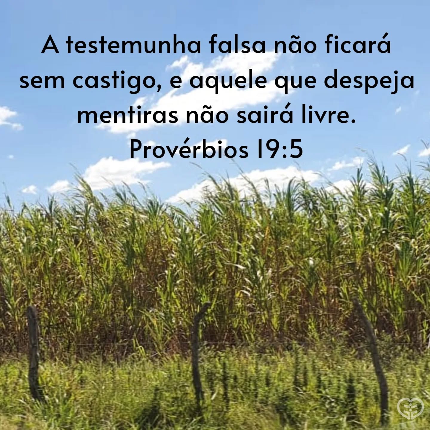 Provérbios 19:5
