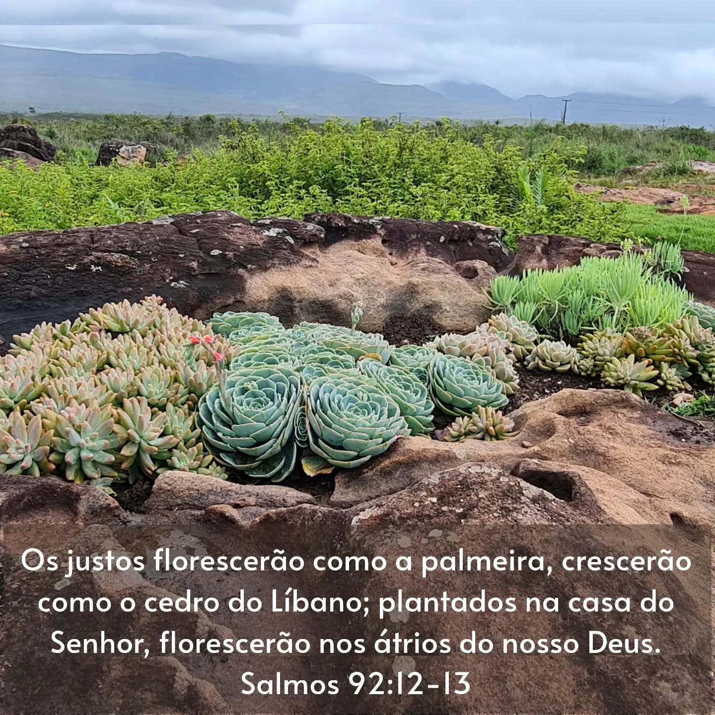 Salmos 92:12-13