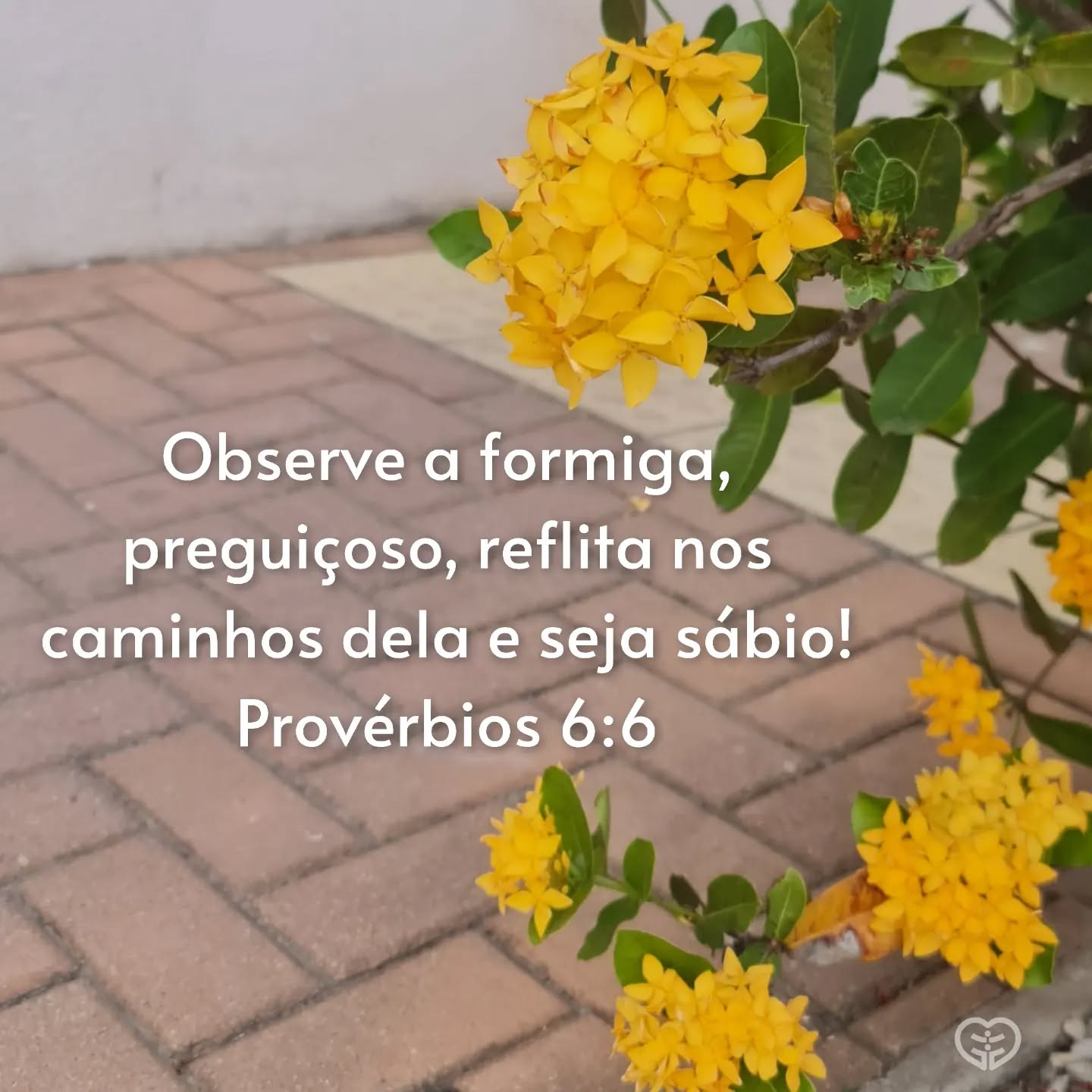Provérbios 6:6