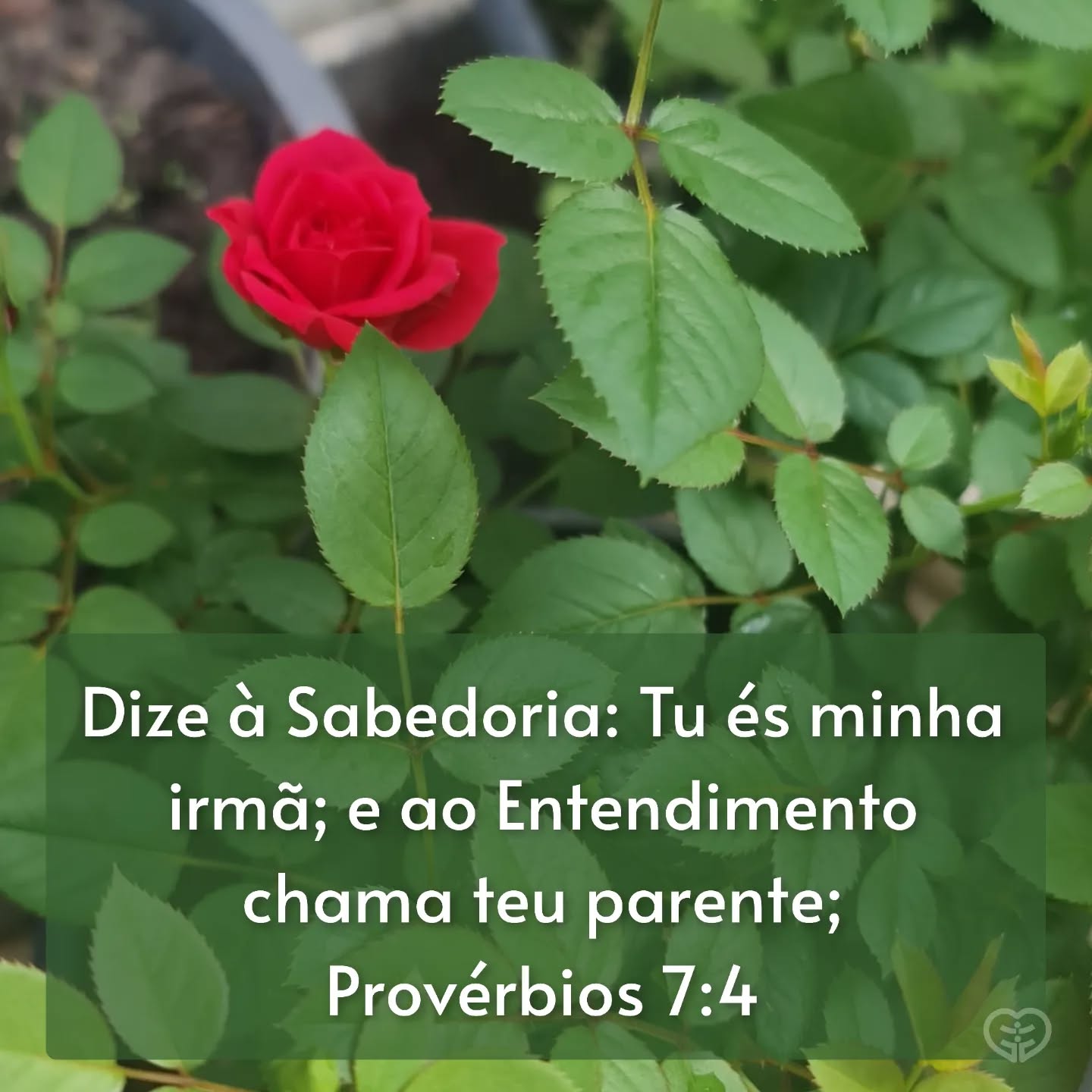 Provérbios 7:4