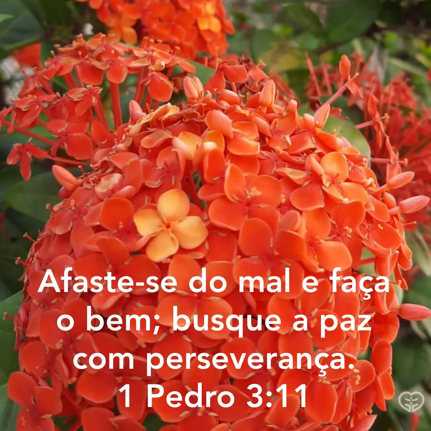 1 Pedro 3:11