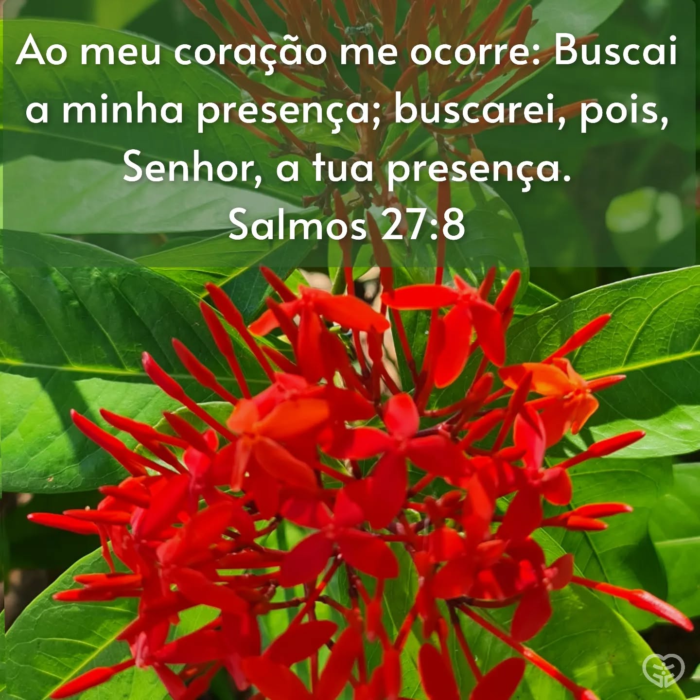 Salmos 27:8