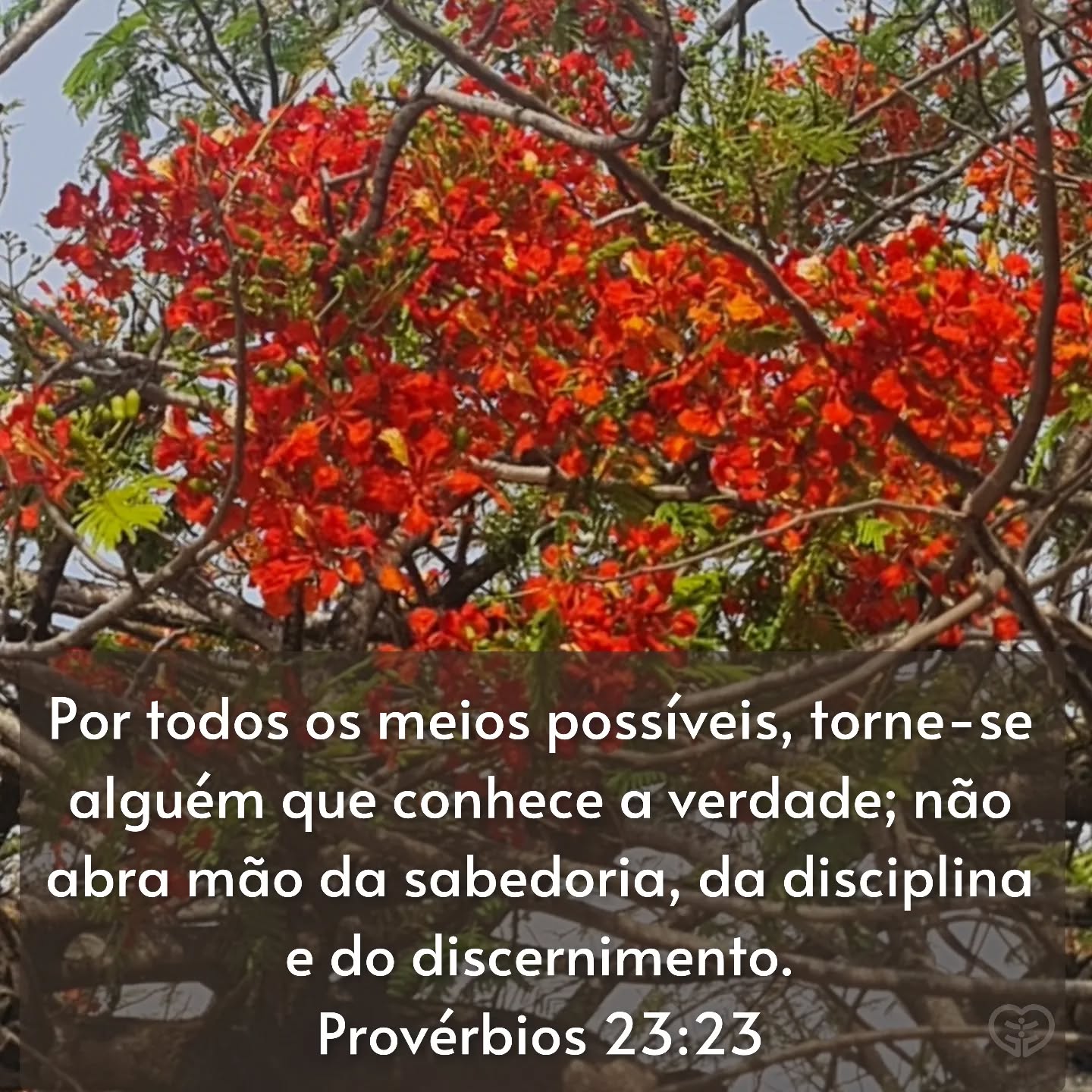 Provérbios 23:23