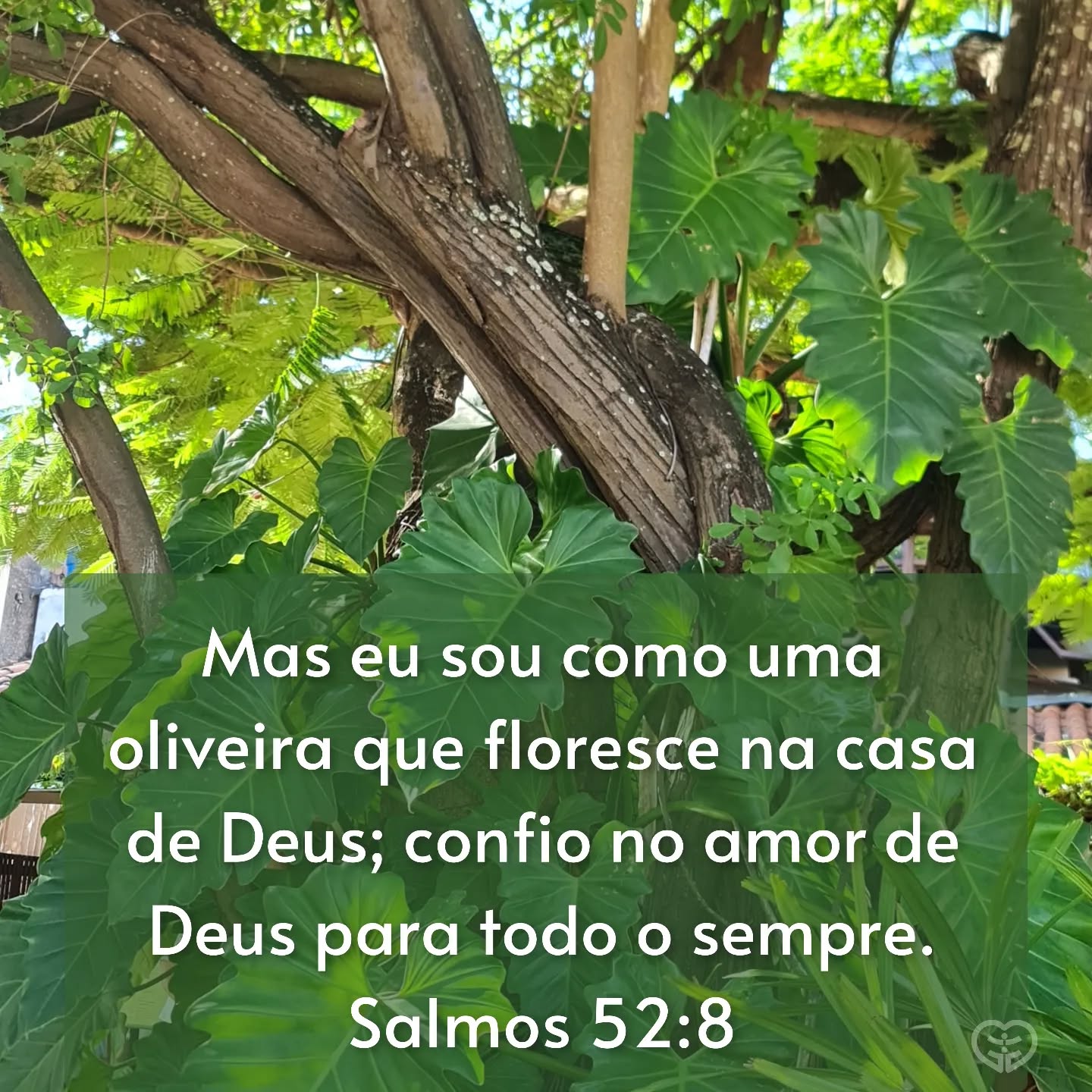 Salmos 52:8