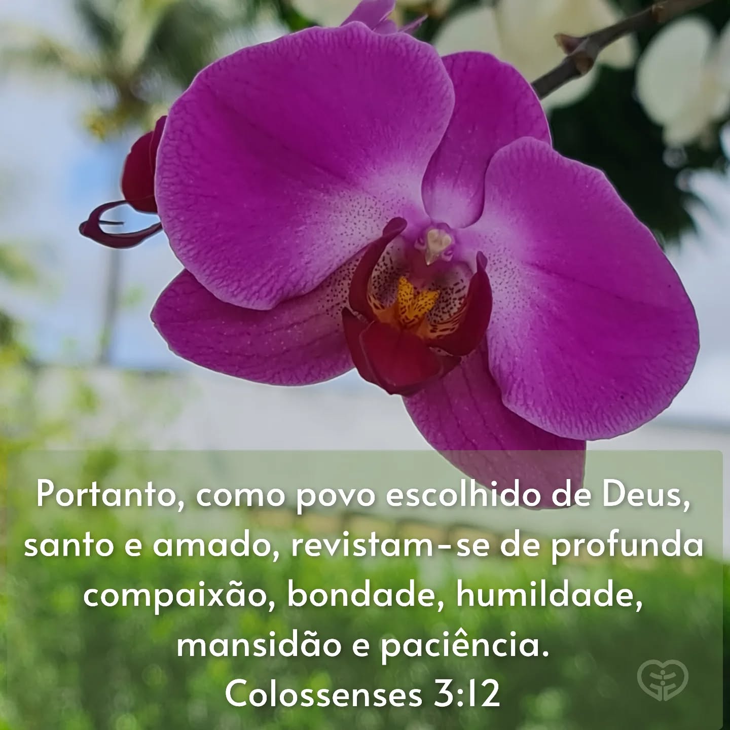 Colossenses 3:12