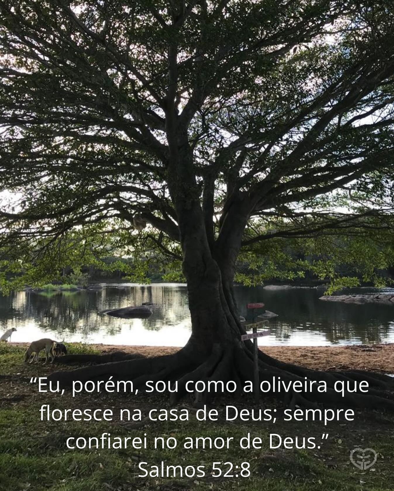 Salmos 52:8